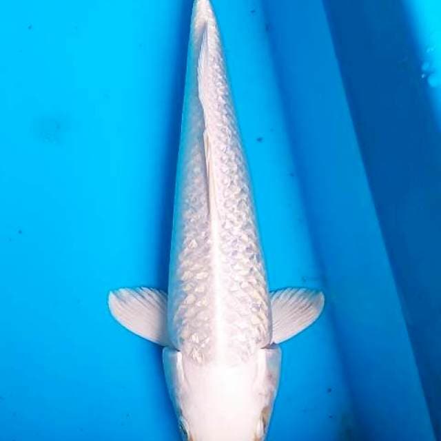 Platinum Ginrin 36cm