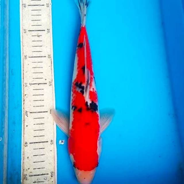 Sanke 38cm