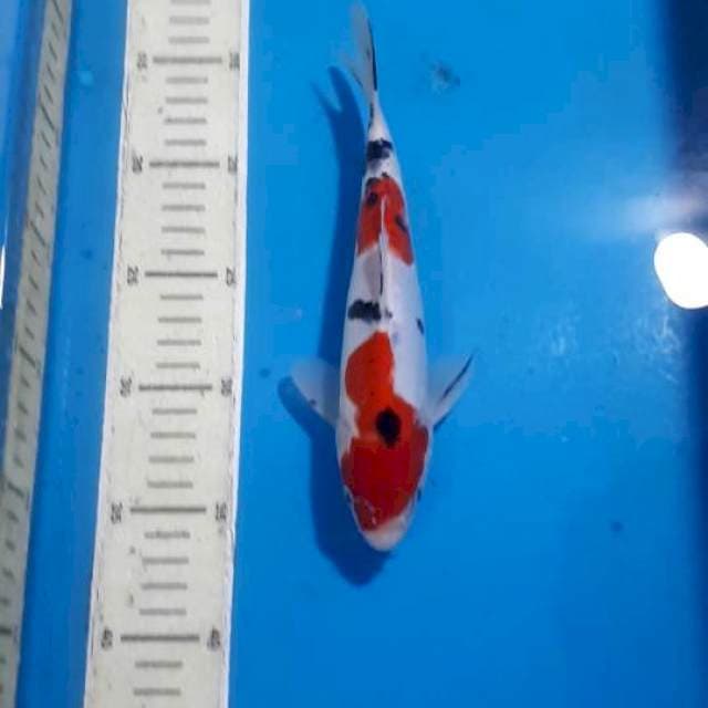 SANKE DOITSU 22 CM