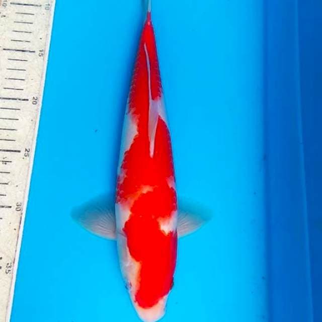 Kohaku 37cm