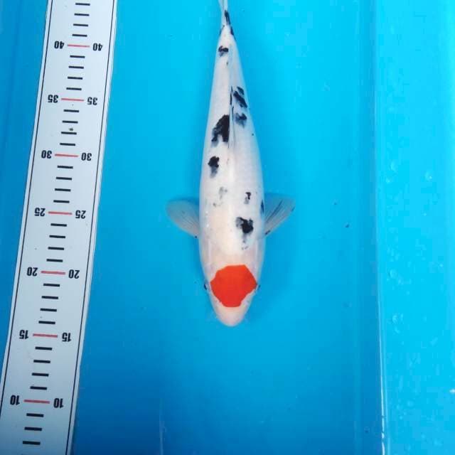 NJK - TANCO TORPEDO