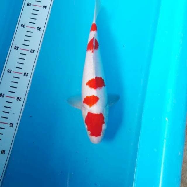 NJK - KOHAKU QUALIITY