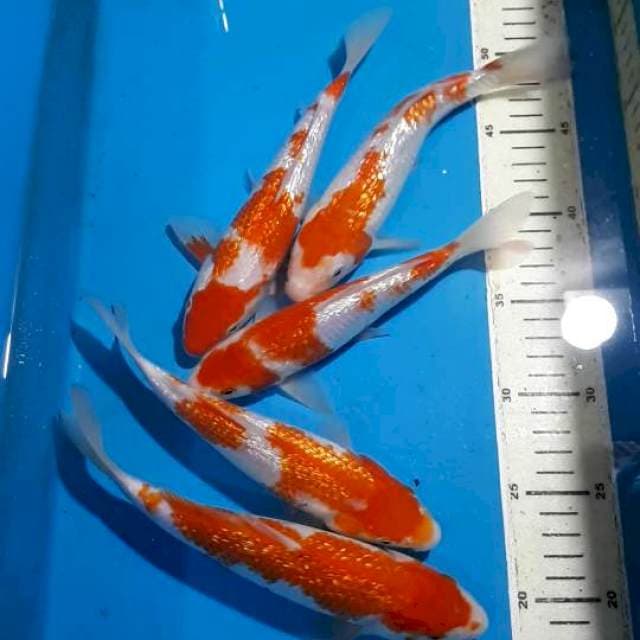 KOHAKU GINDRIN 20 SAMPAI 22 CM