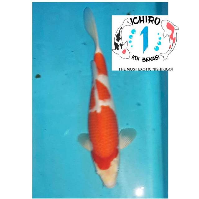 Kohaku Import 3 Step Punuk (Taniguchi) 60Bu