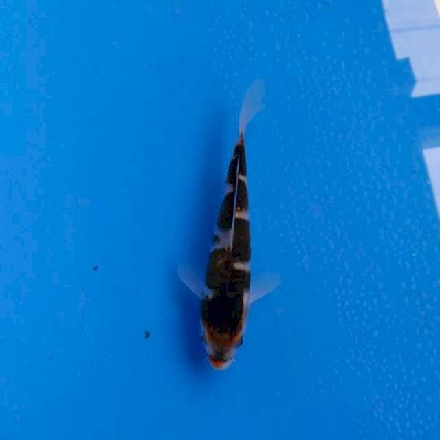BUDHO GOROMO INAZUMA MALE