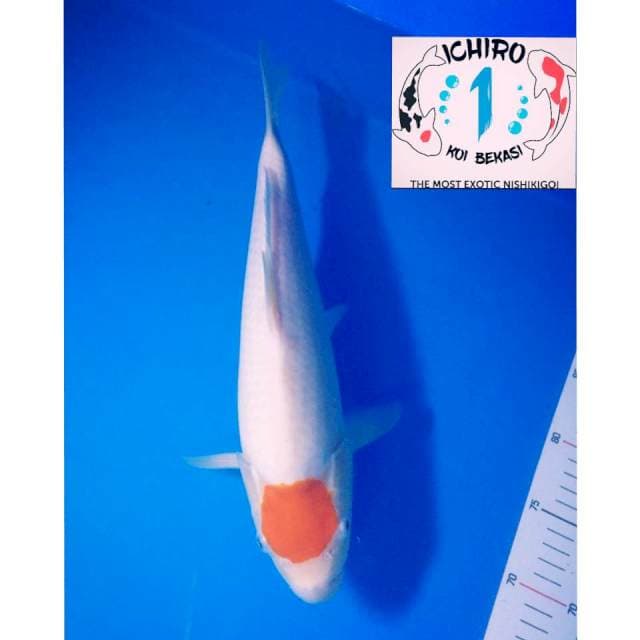 SQ Tancho Kohaku Damiri (50Bu) Bulky