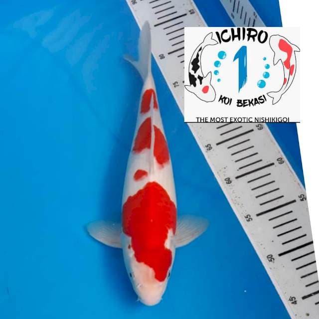 SQ 3 Step Kohaku super skin