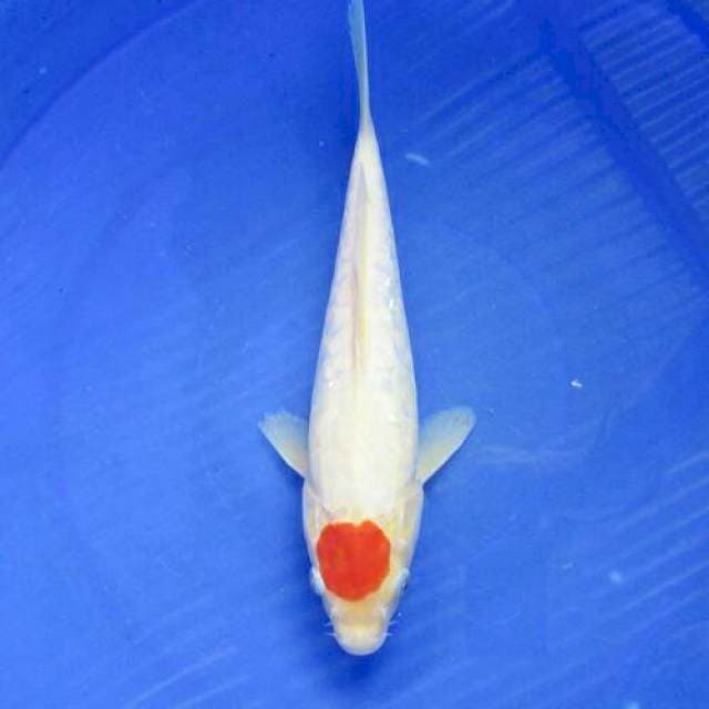 Tancho ori ±28cm