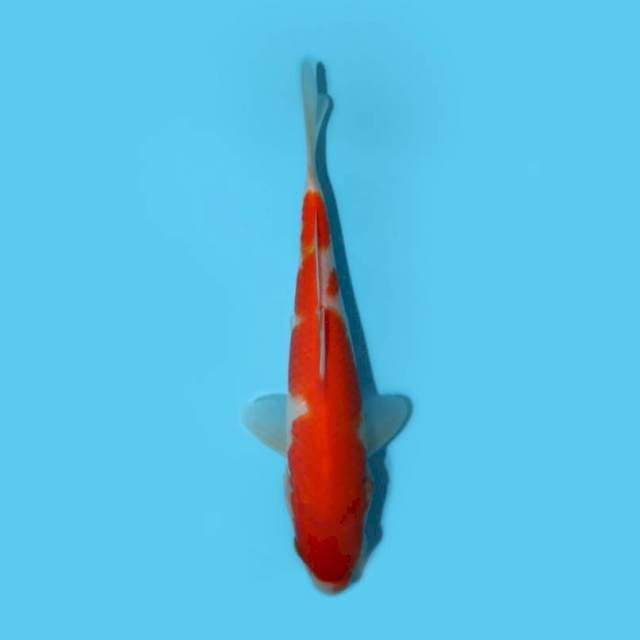 KOHAKU 21 CM