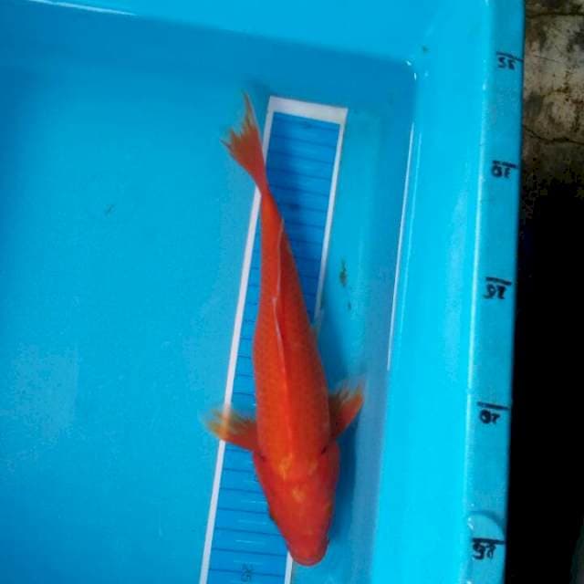 Benigoi