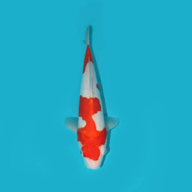 KOHAKU DOITSU 26 CM