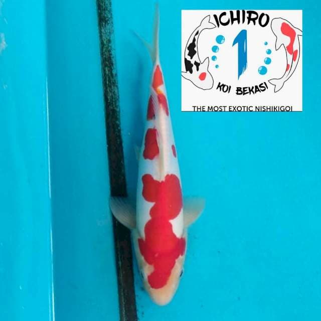Kohaku Doitsu 35Bu Good Pattern