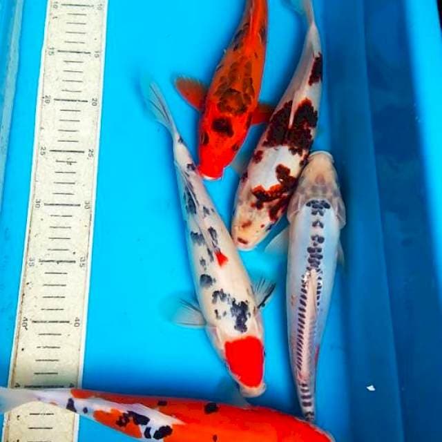 mix 5ek, 27,28cm