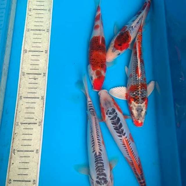 Mix 5ek 23,25cm