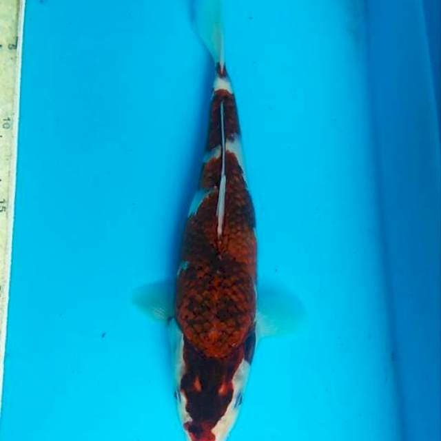 Goromo 26cm