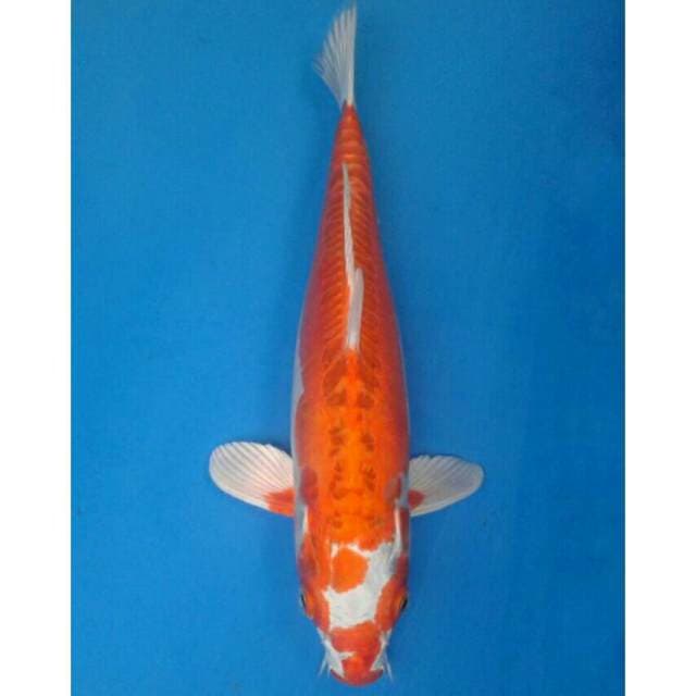 Kikushui Import non serti