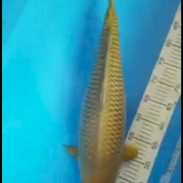 Chagoi 5