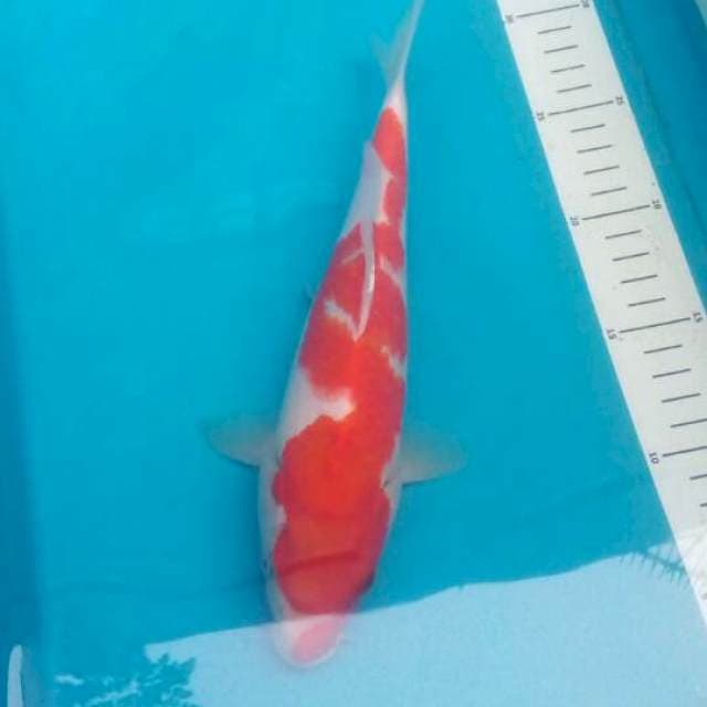 Kohaku