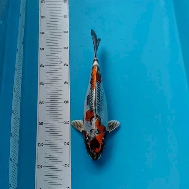 Original kikokuryu 30cm