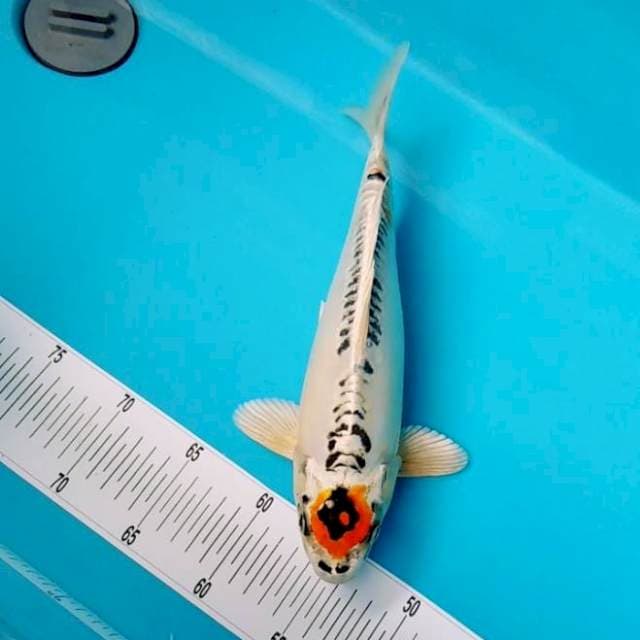 TANCHO ASELI 32CM 