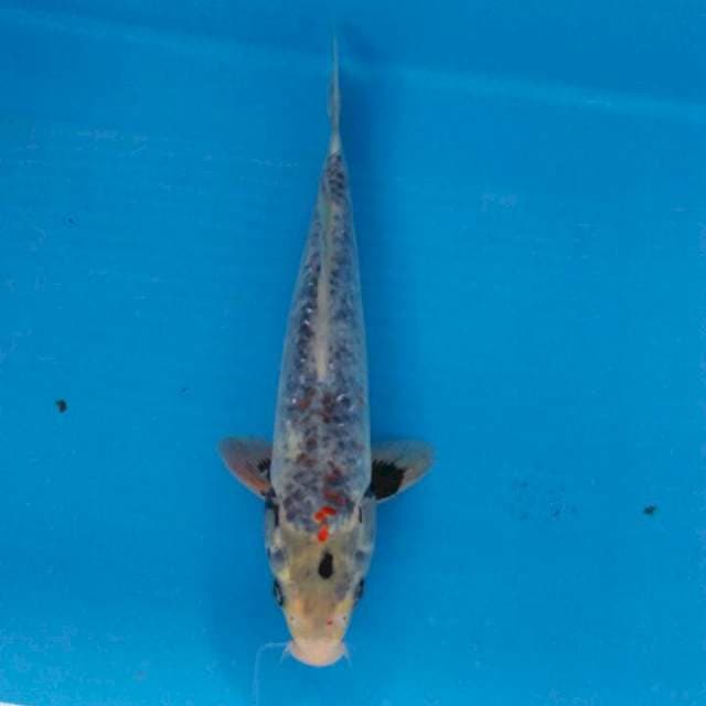 Kage showa 32cm