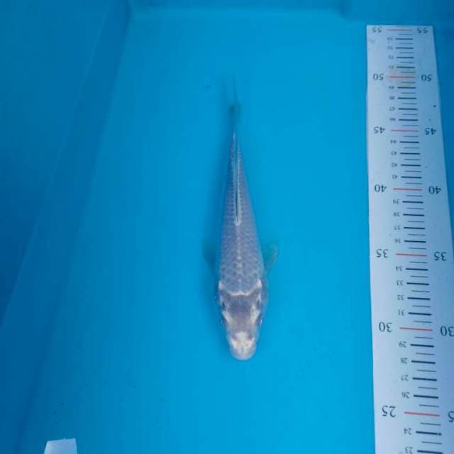 Blue kawari