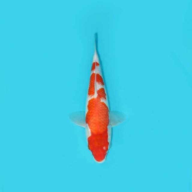 KOHAKU 29 CM