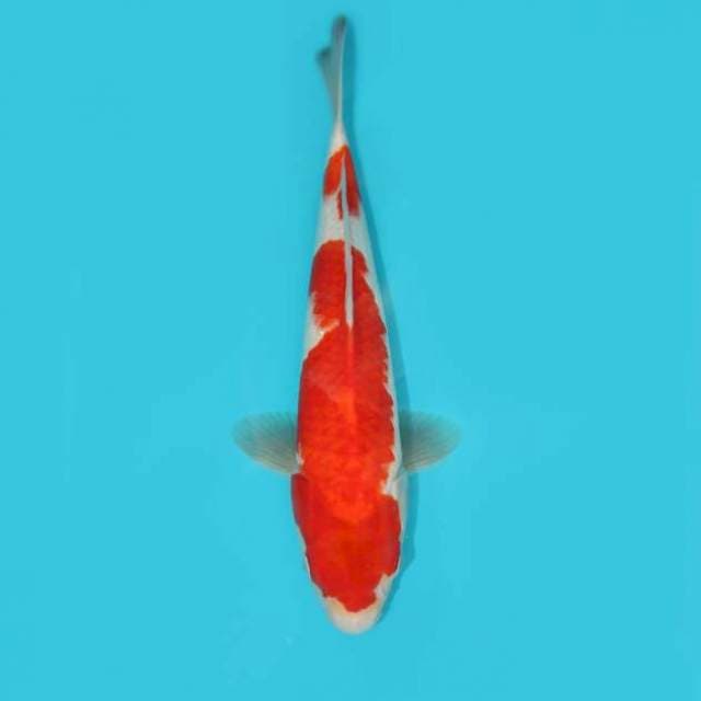 KOHAKU 34 CM