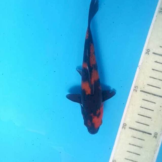 Hi utsuri juara 3 blitar koi show