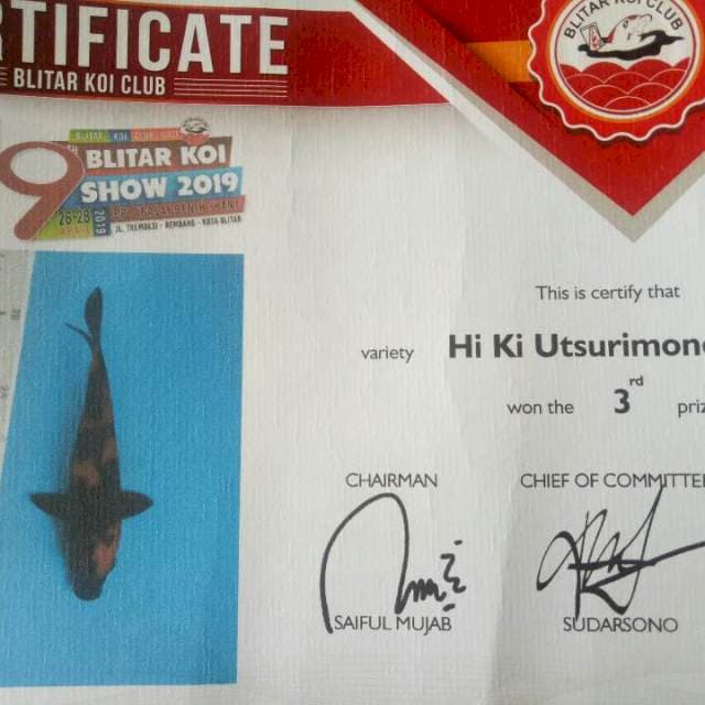 Hi utsuri juara 3 blitar koi show