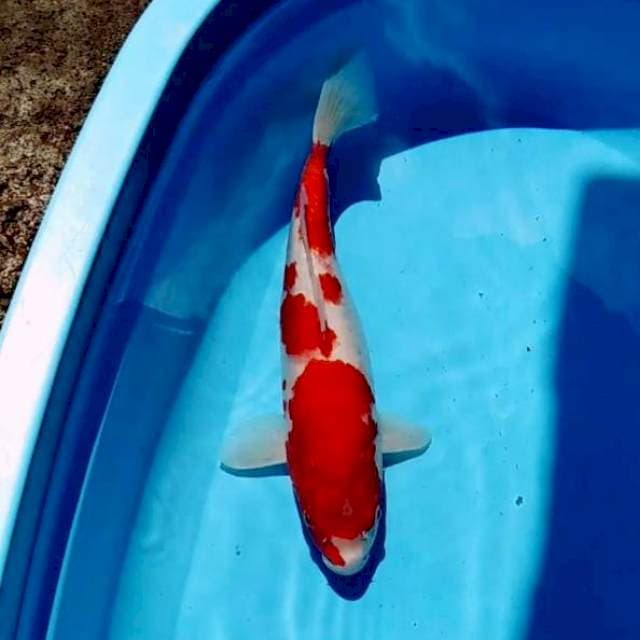 ASELI MERAH 40BU / 39CM