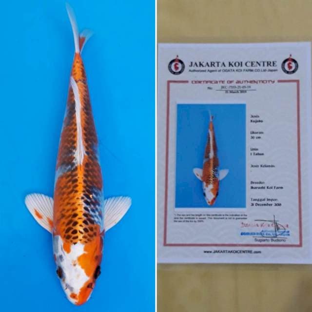 Kujaku import sertifikat