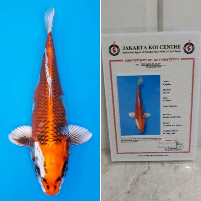 Kujaku import sertifikat