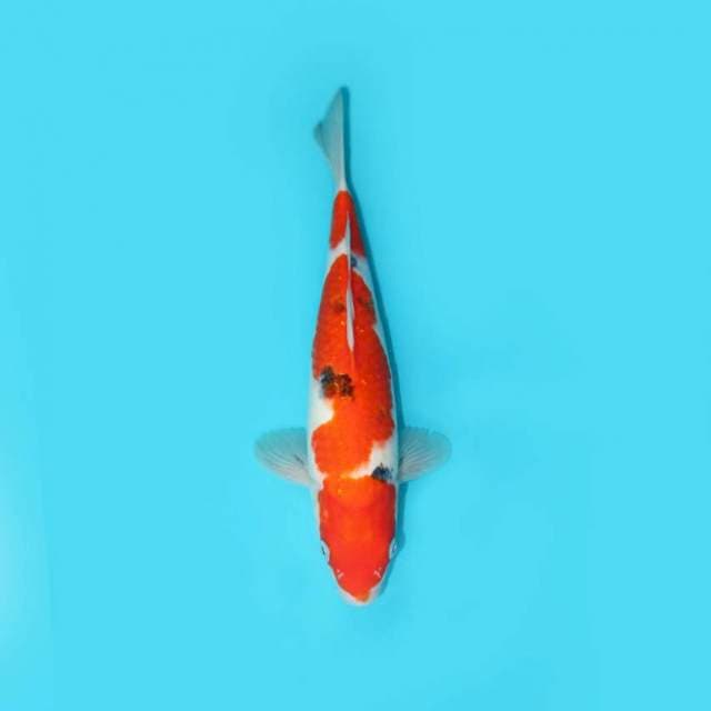 Sanke 29 cm