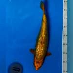 Kelipatan 25 rb, Body Joss Kawarimono Ginrin