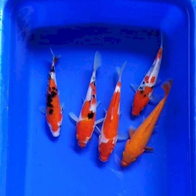 SPESIAL ORIGINAL 15-16CM