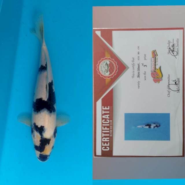 Sertifikat Juara Shiro Petir