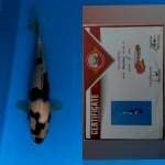 Sertifikat Juara Shiro Petir