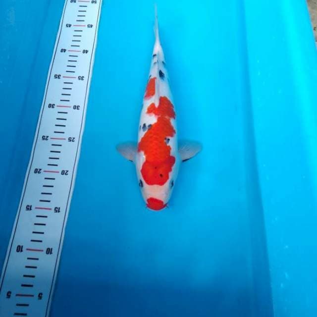 NJK - TORPEDO SANKE