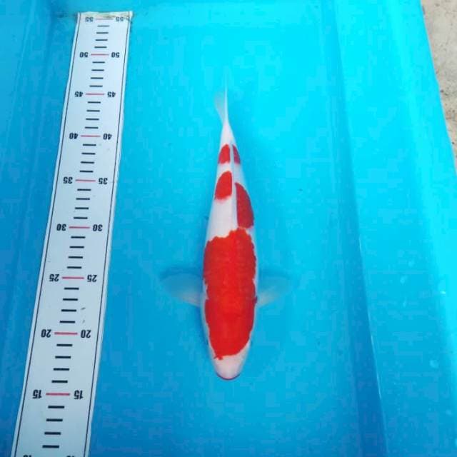 NJK - PATTTERN RED