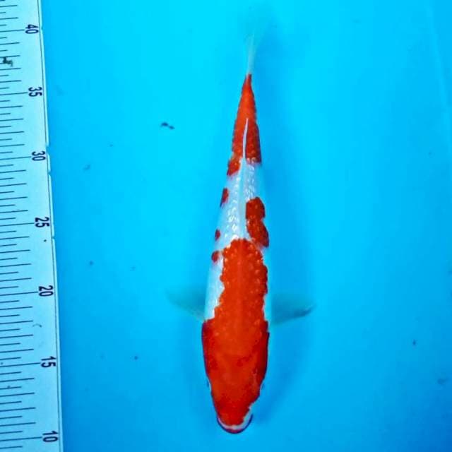 Kohaku ginrin*31cm