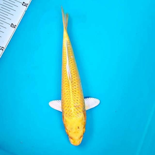 Ogon*26cm
