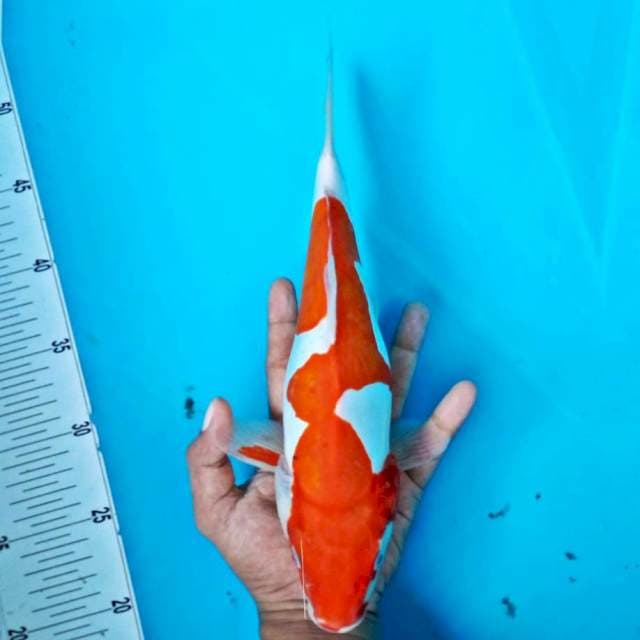 Kohaku*33cm doit