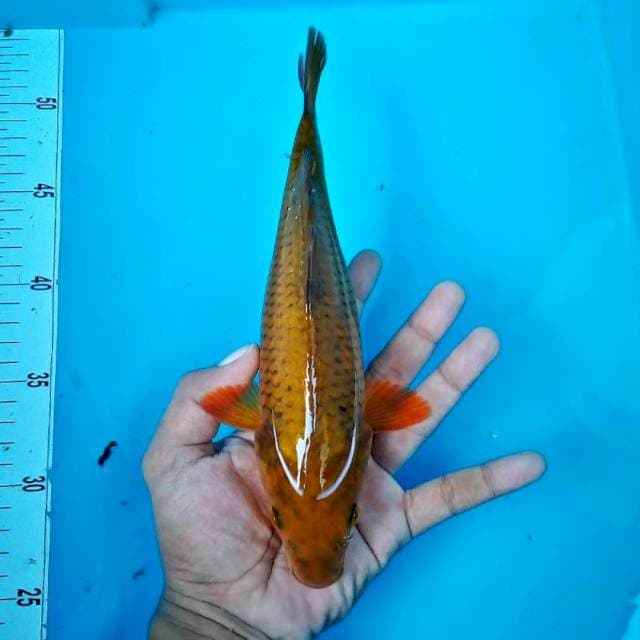 TEMBAGA #28CM