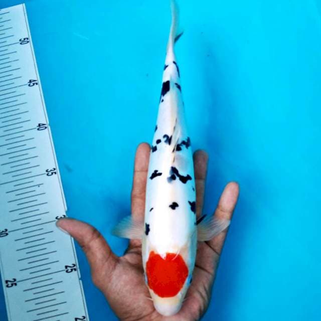 TANCHO #28CM