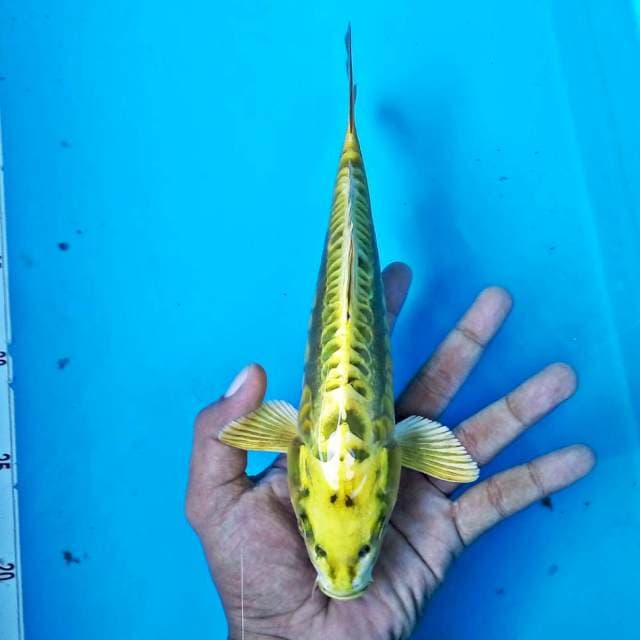 ARAGOKE UNIQ #28CM