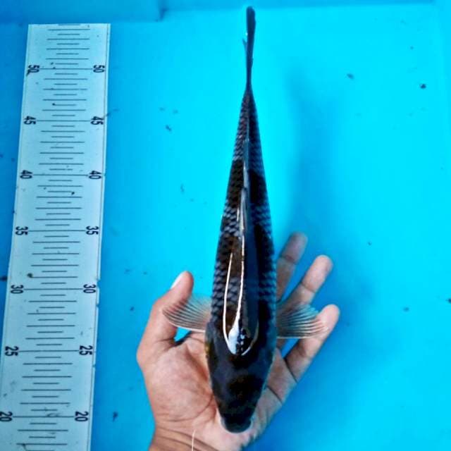 OCHIBA #32CM