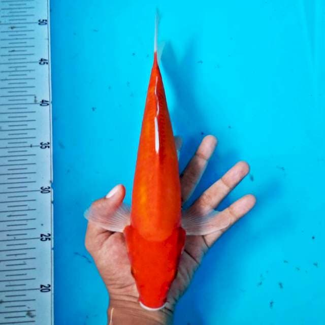 BENI #31CM