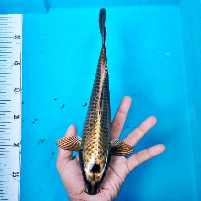 MBOH IKI #30CM