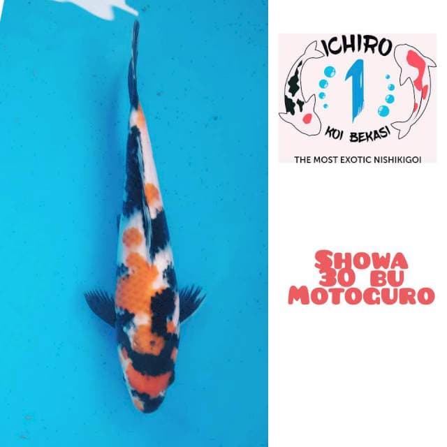 Showa Good Skin & Pattern 30Bu